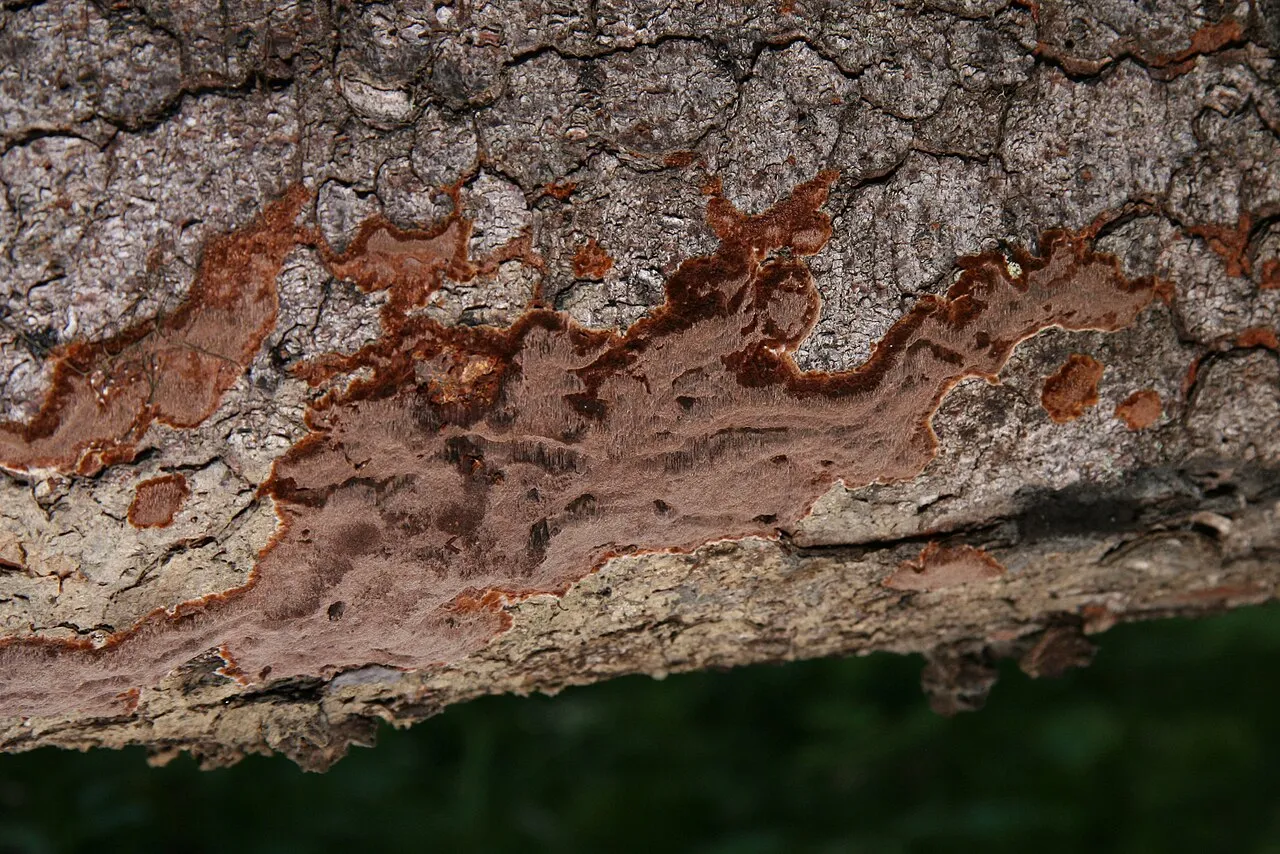Phellinidium ferrugineofuscum