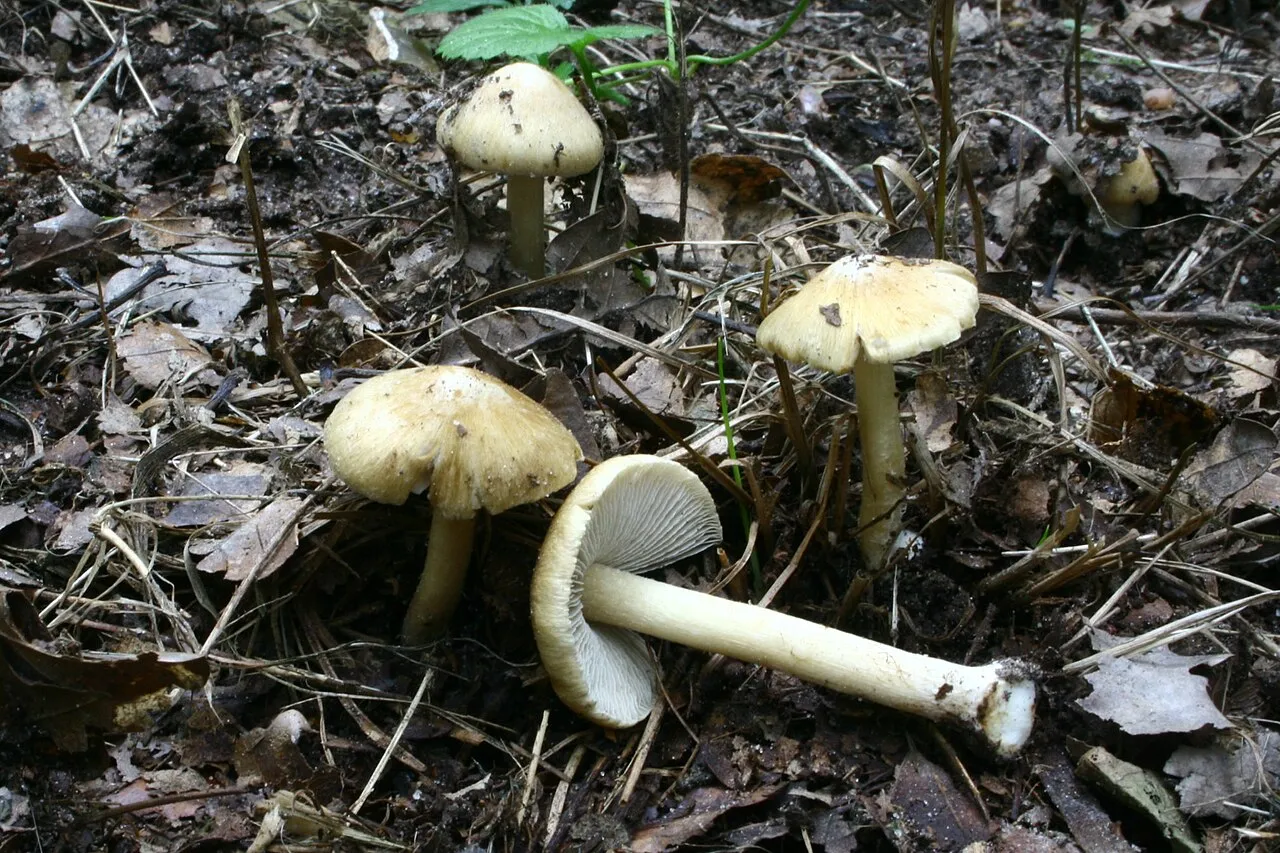 Włókniak słomkowożółty