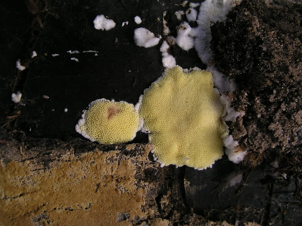 Jamkóweczka cytrynowa