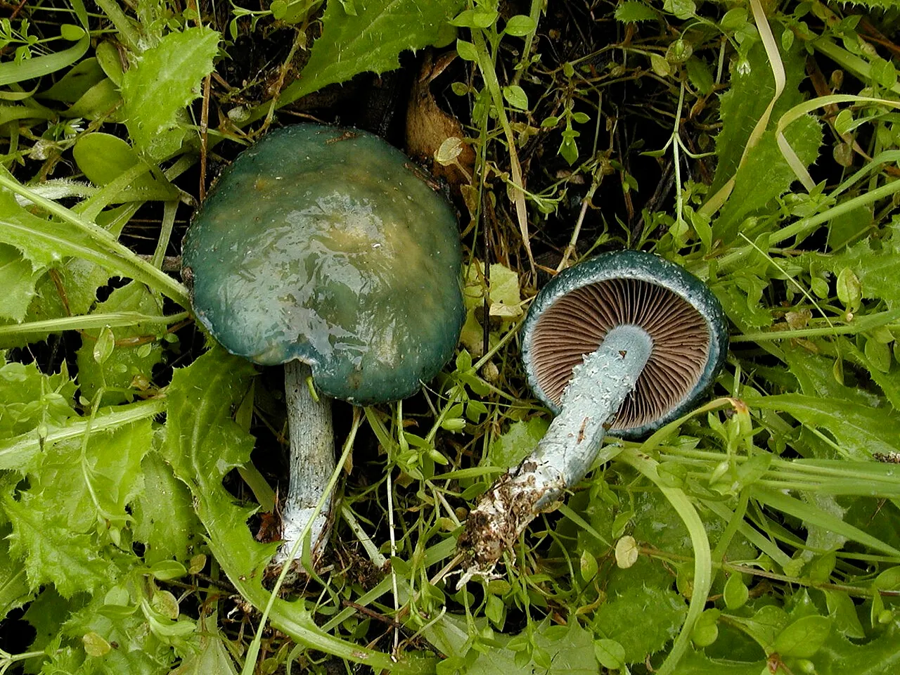 Stropharia cyanea