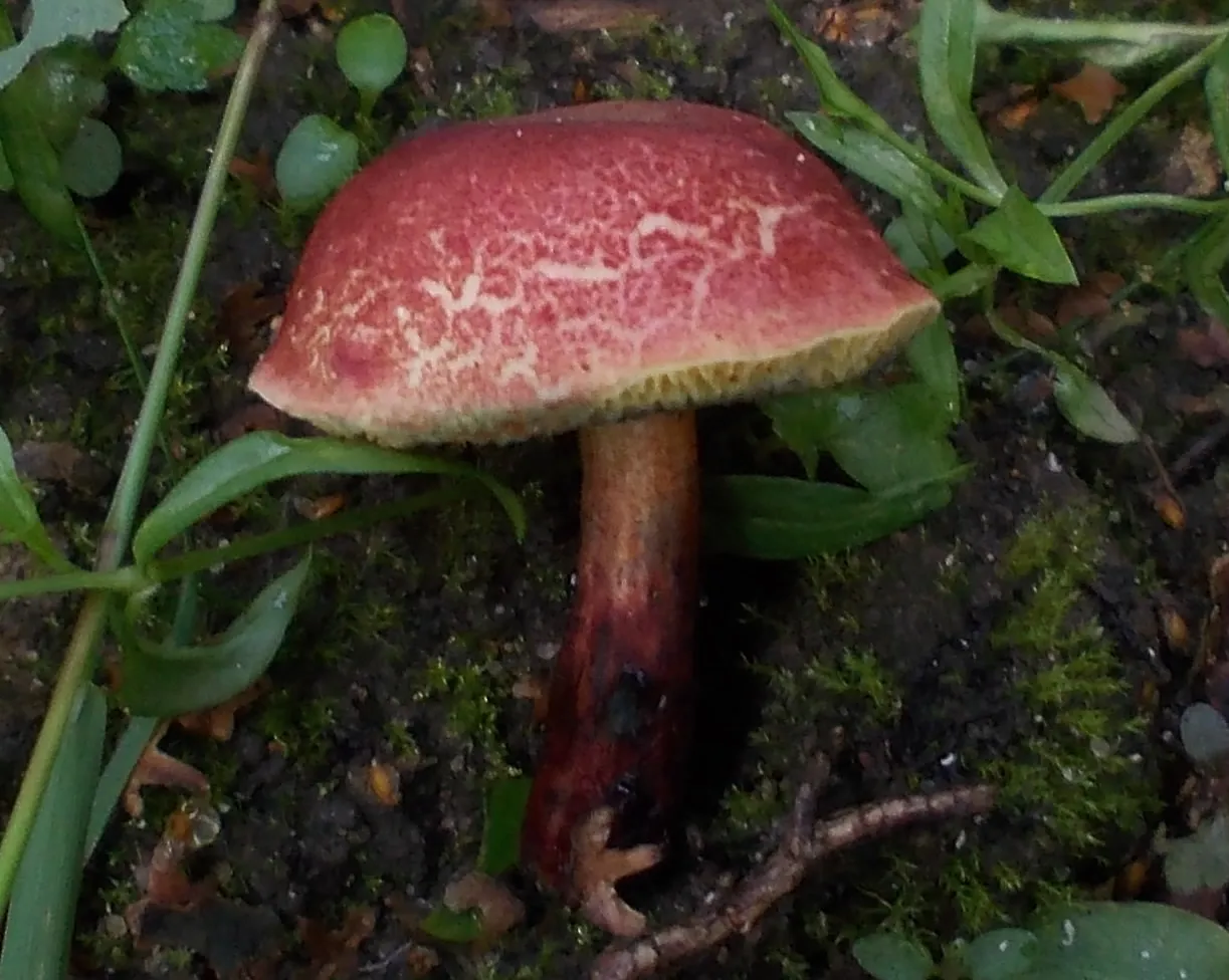 suchogrzybek przybrzeżny