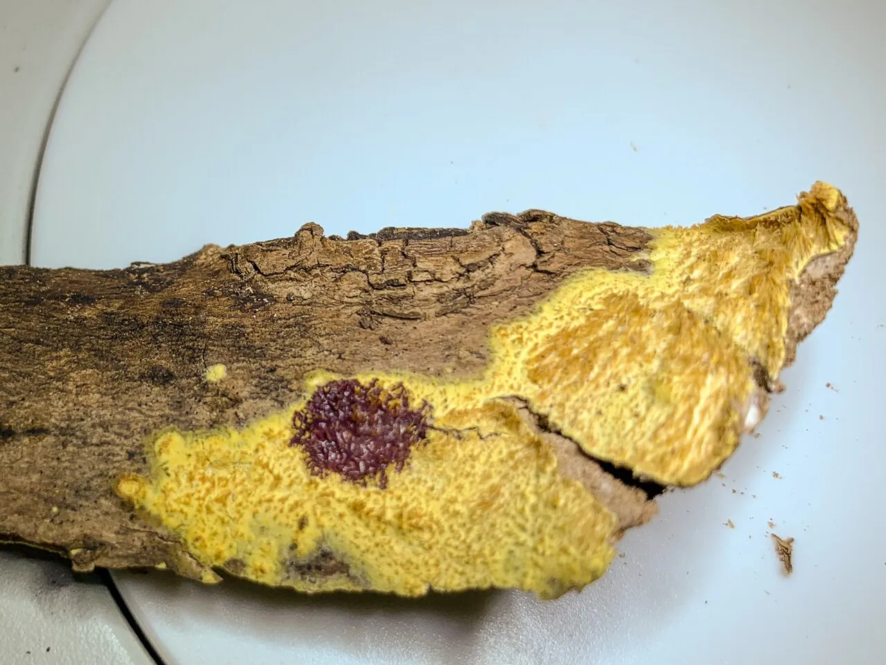 Mycoacia