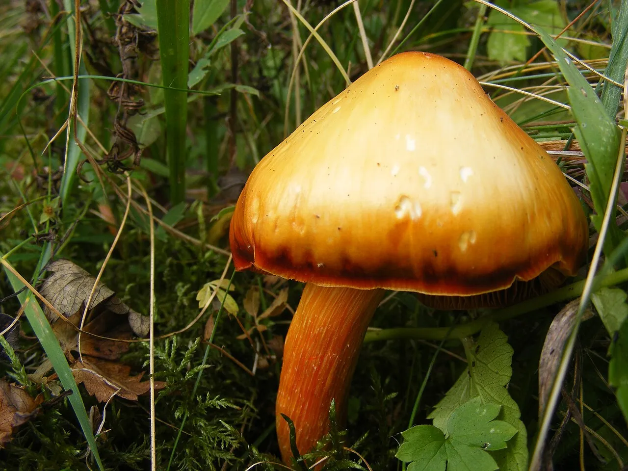 Wilgotnica czerniejąca