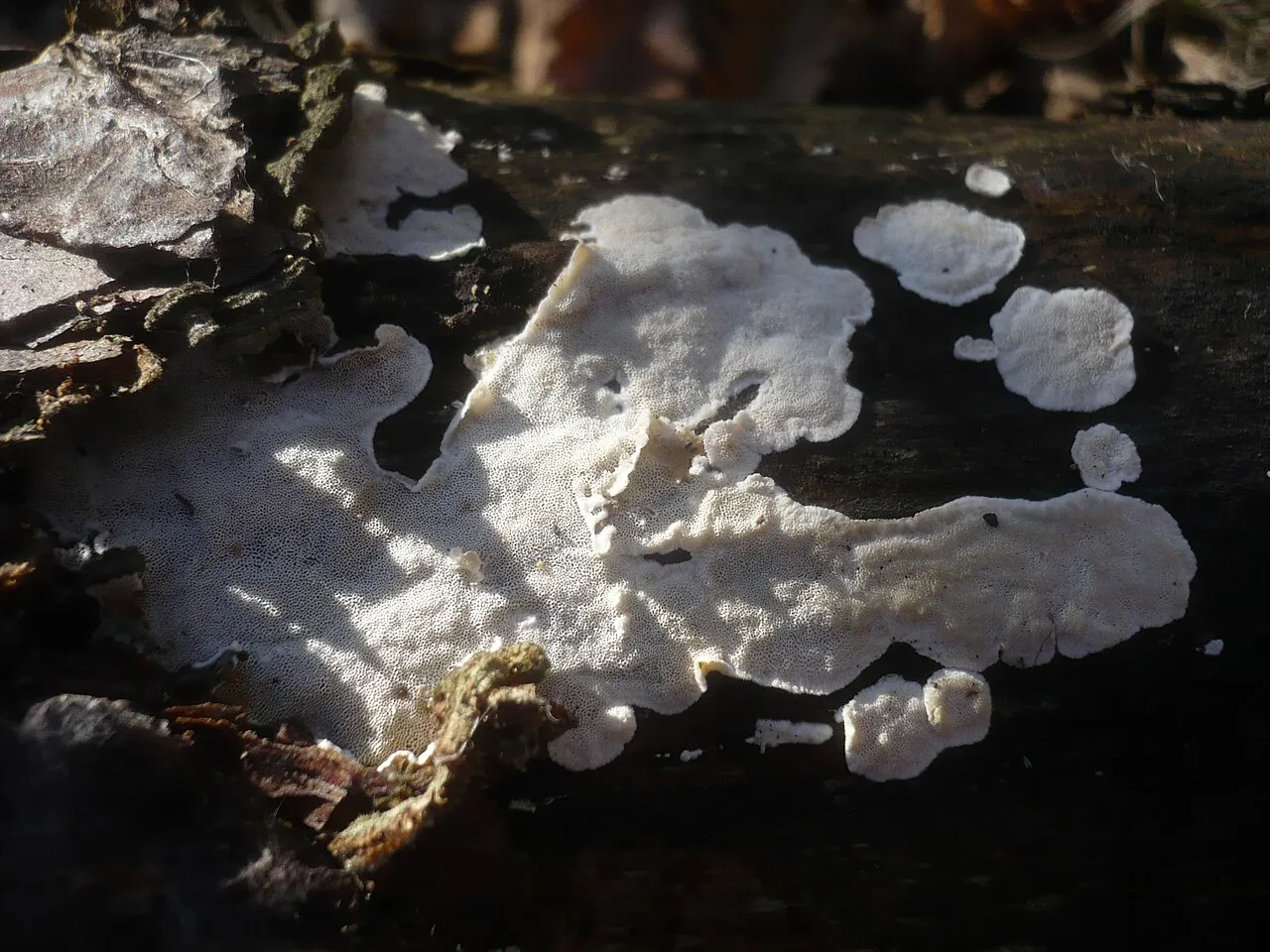 Skeletocutis carneogrisea