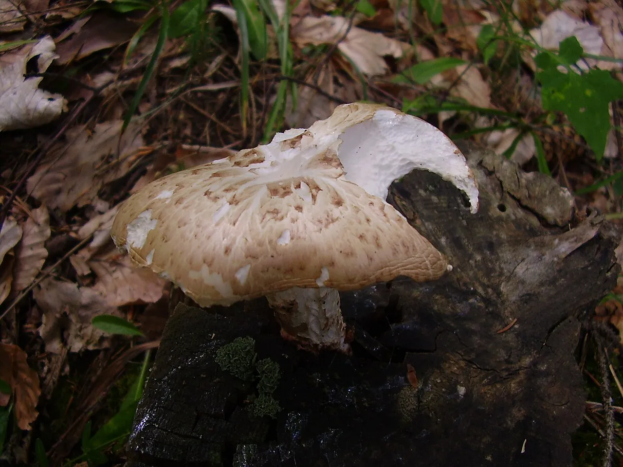 Neolentinus