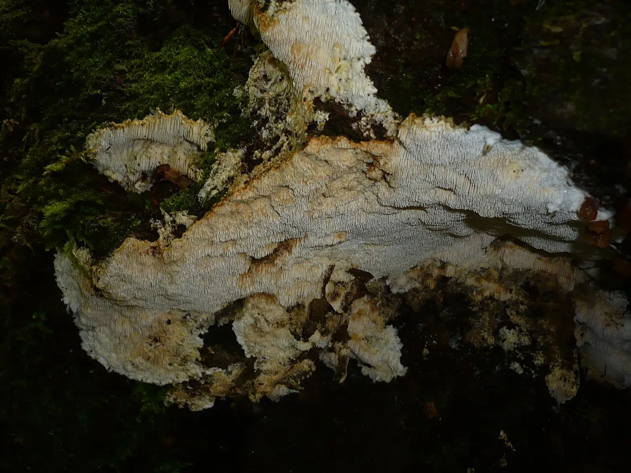 Rigidoporus