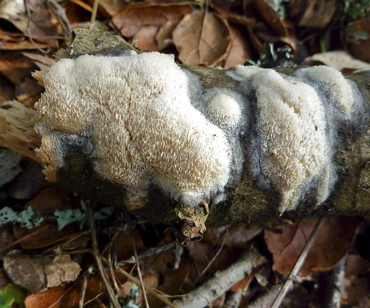 Oxyporus corticola