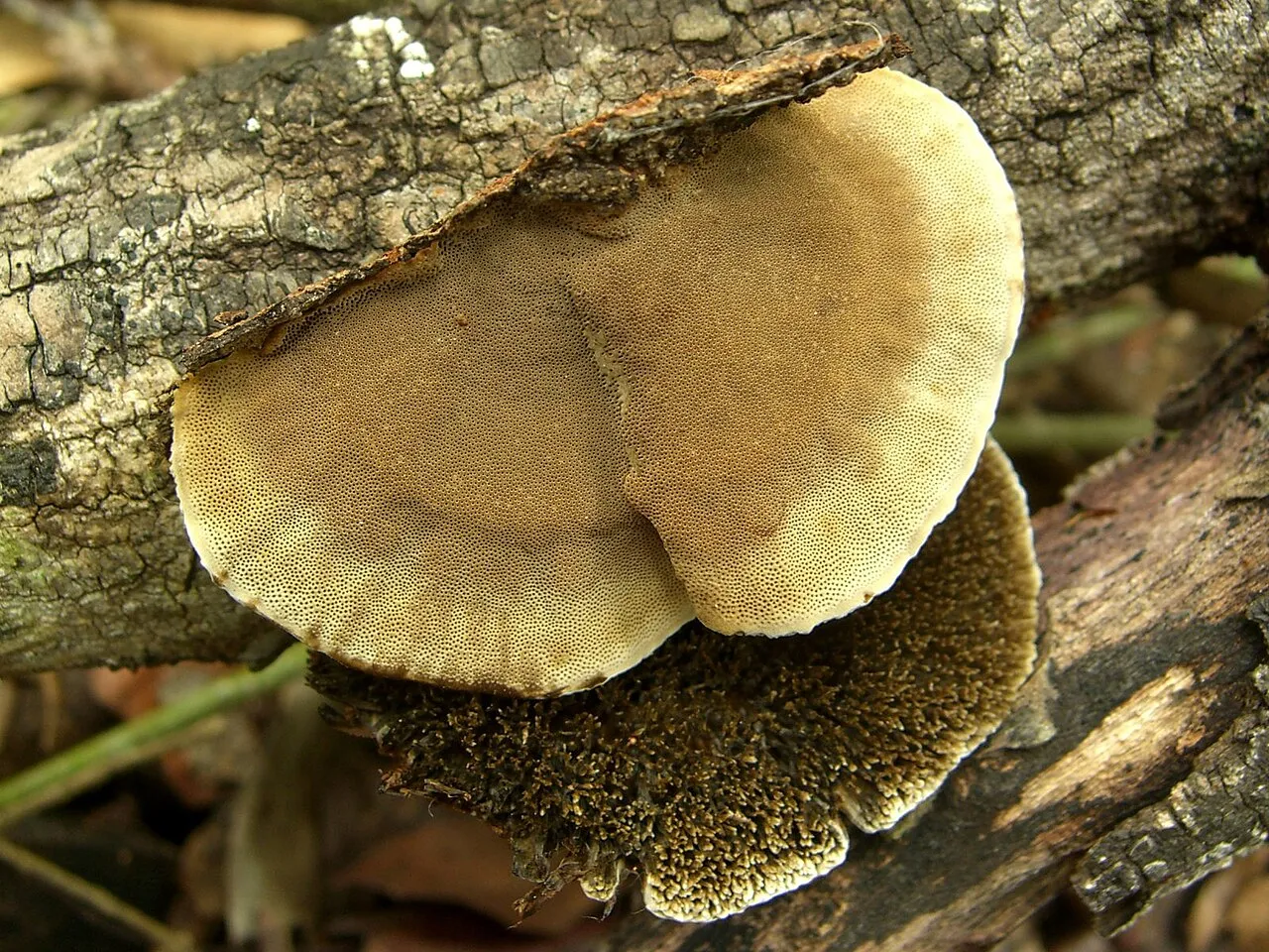 Cerrena hydnoides