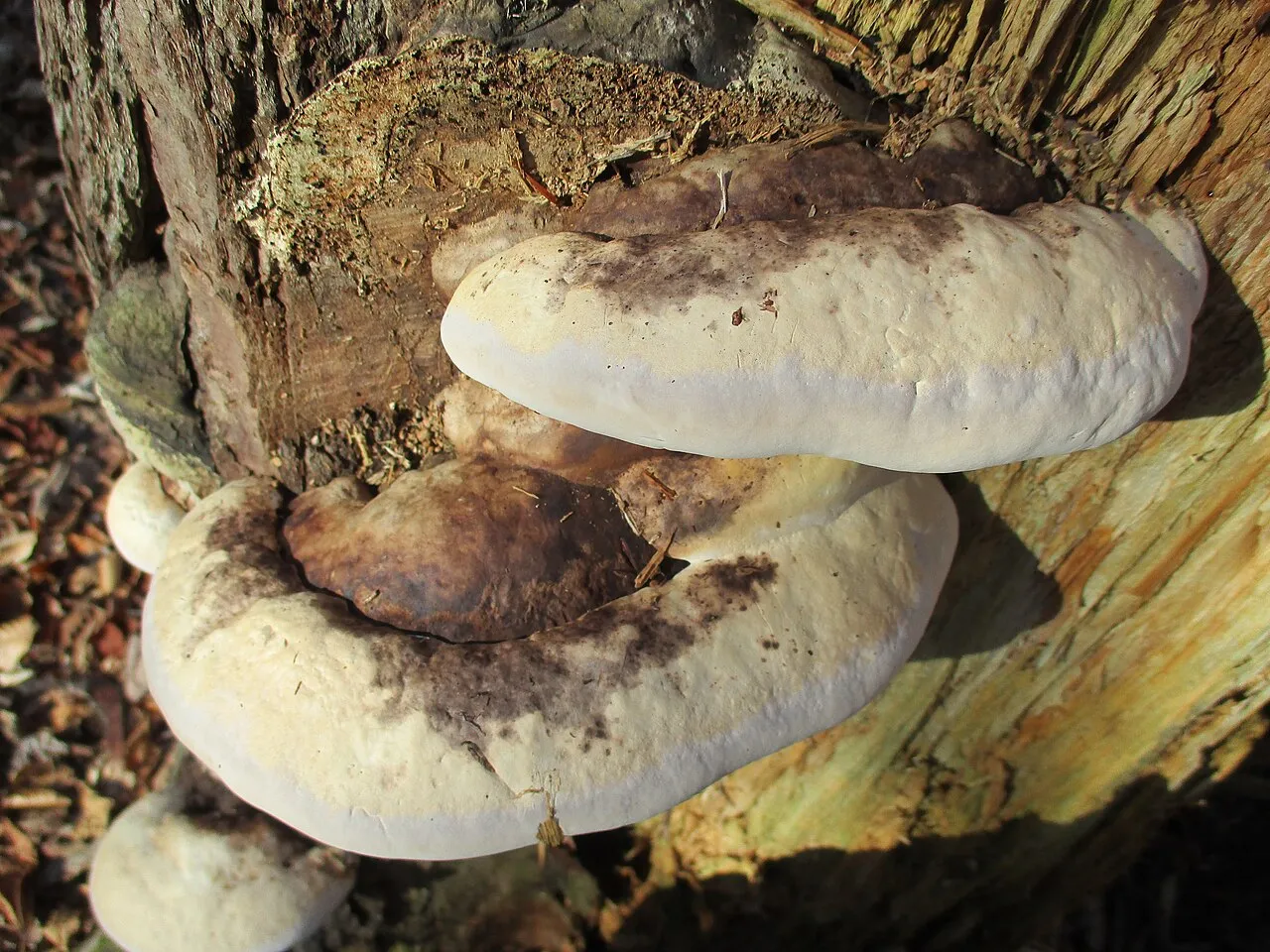 Fomitopsis ochracea