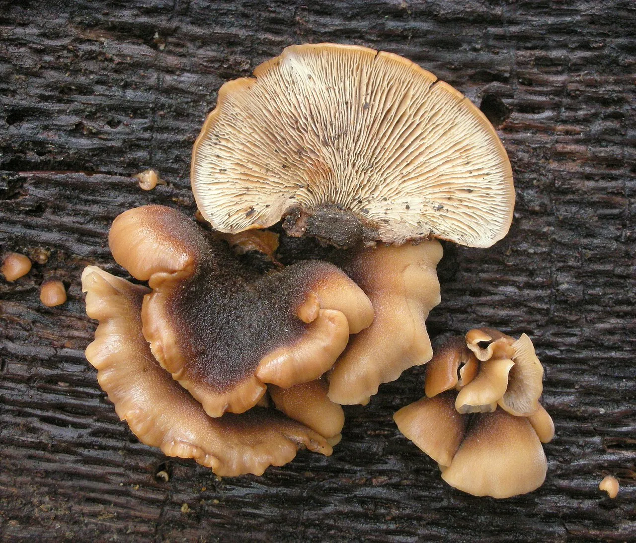 Lentinellus castoreus
