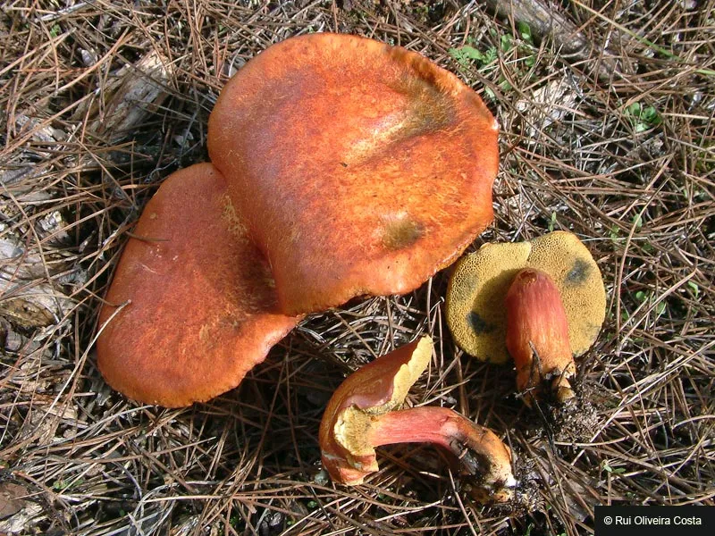 pięknogrzybek brzoskwiniowy