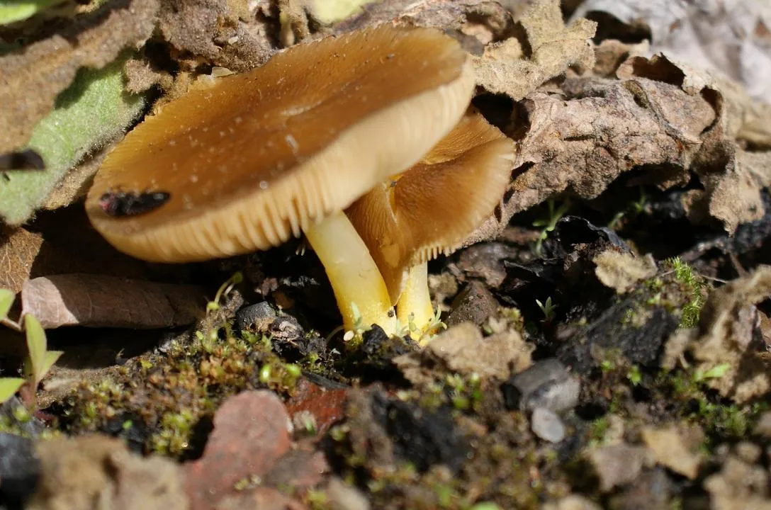 drobnołuszczak żółtonogi
