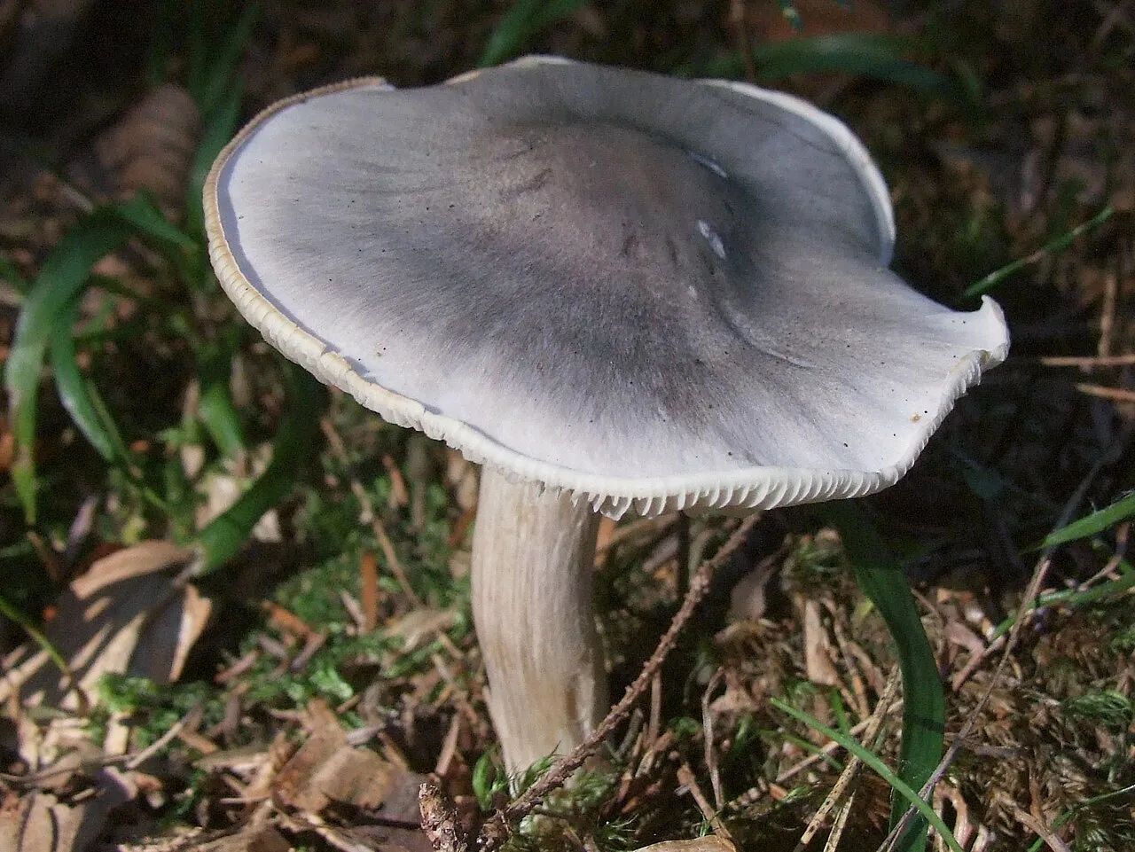 Drobnołuszczak czarnołuskowy