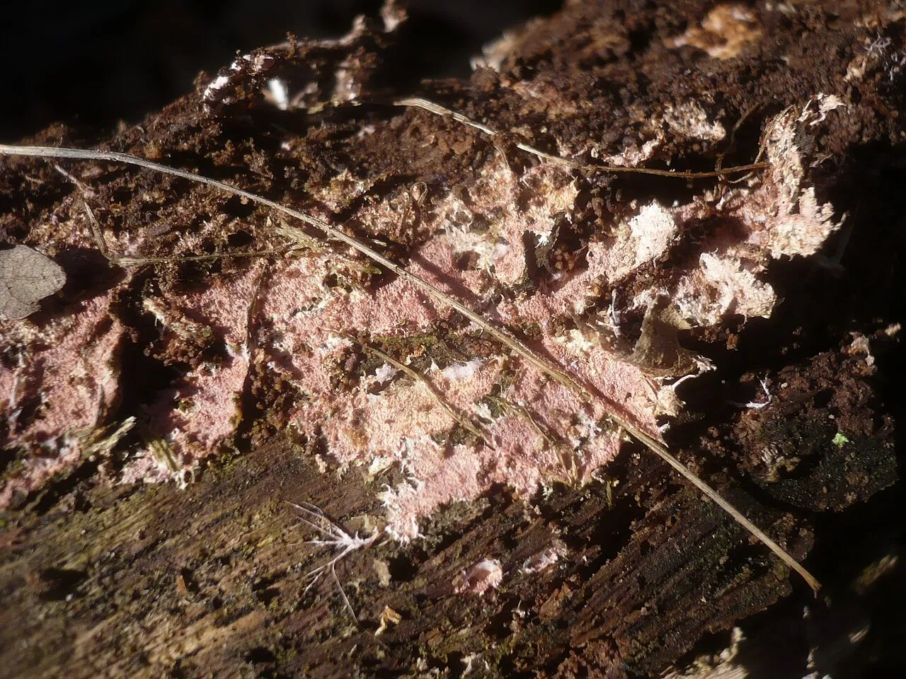 Steccherinum fimbriatum
