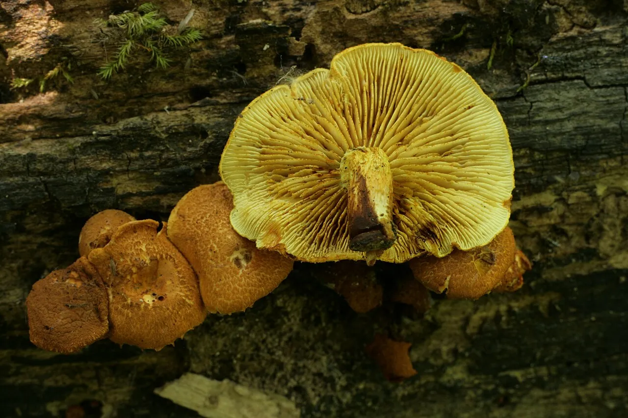 Łuskwiak gruzełkowany