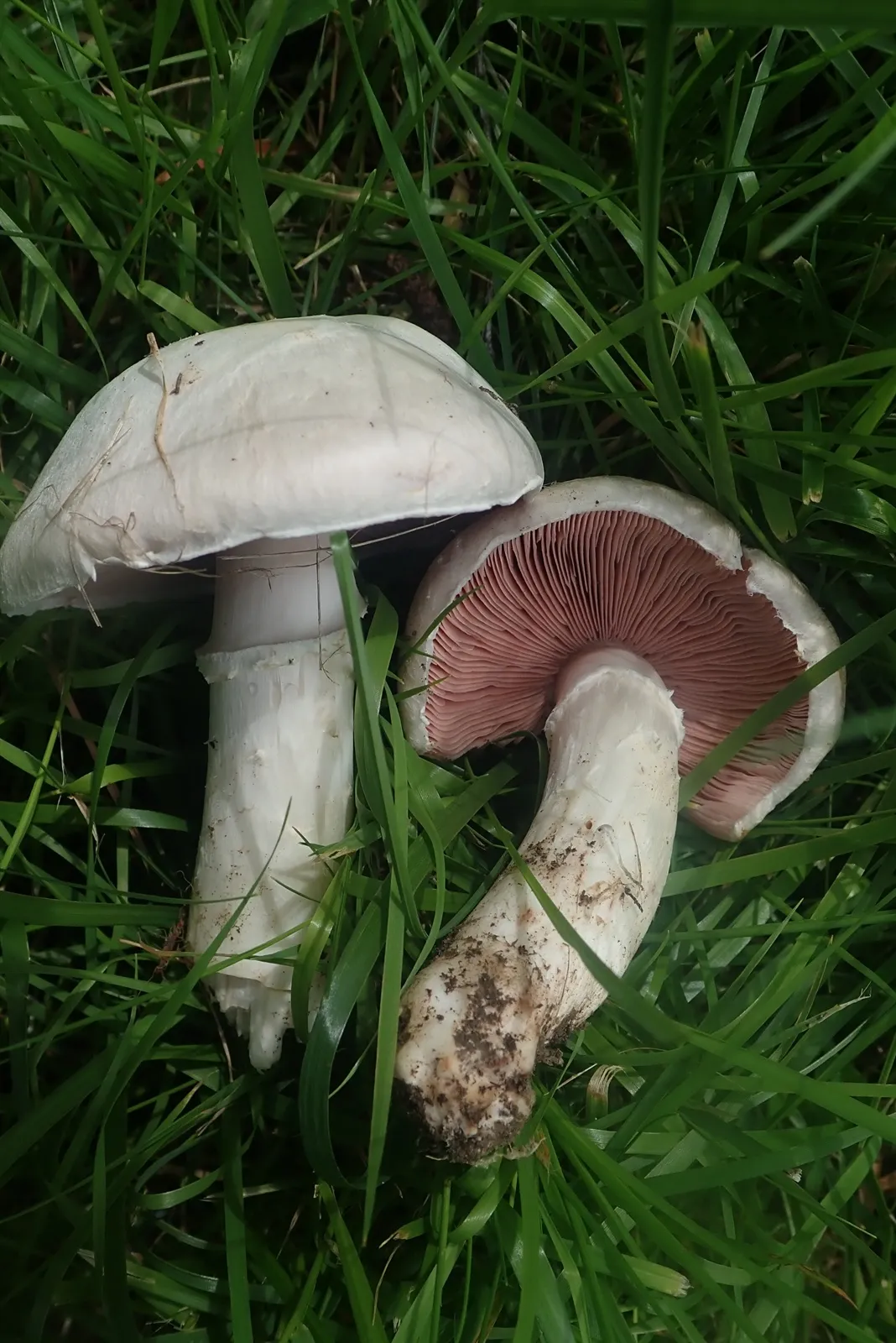 Pieczarka długotrzonowa