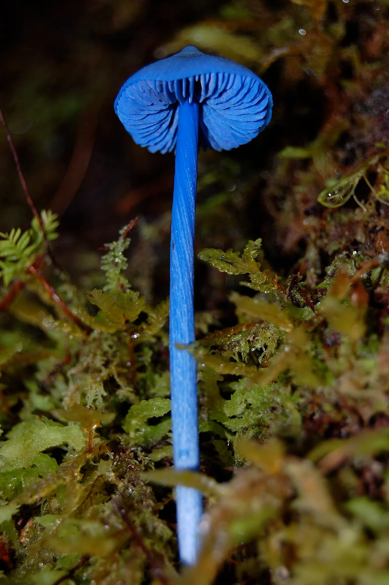 Entoloma hochstetteri