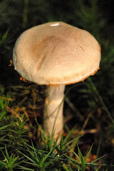 Zasłonak czerwonołuskowaty