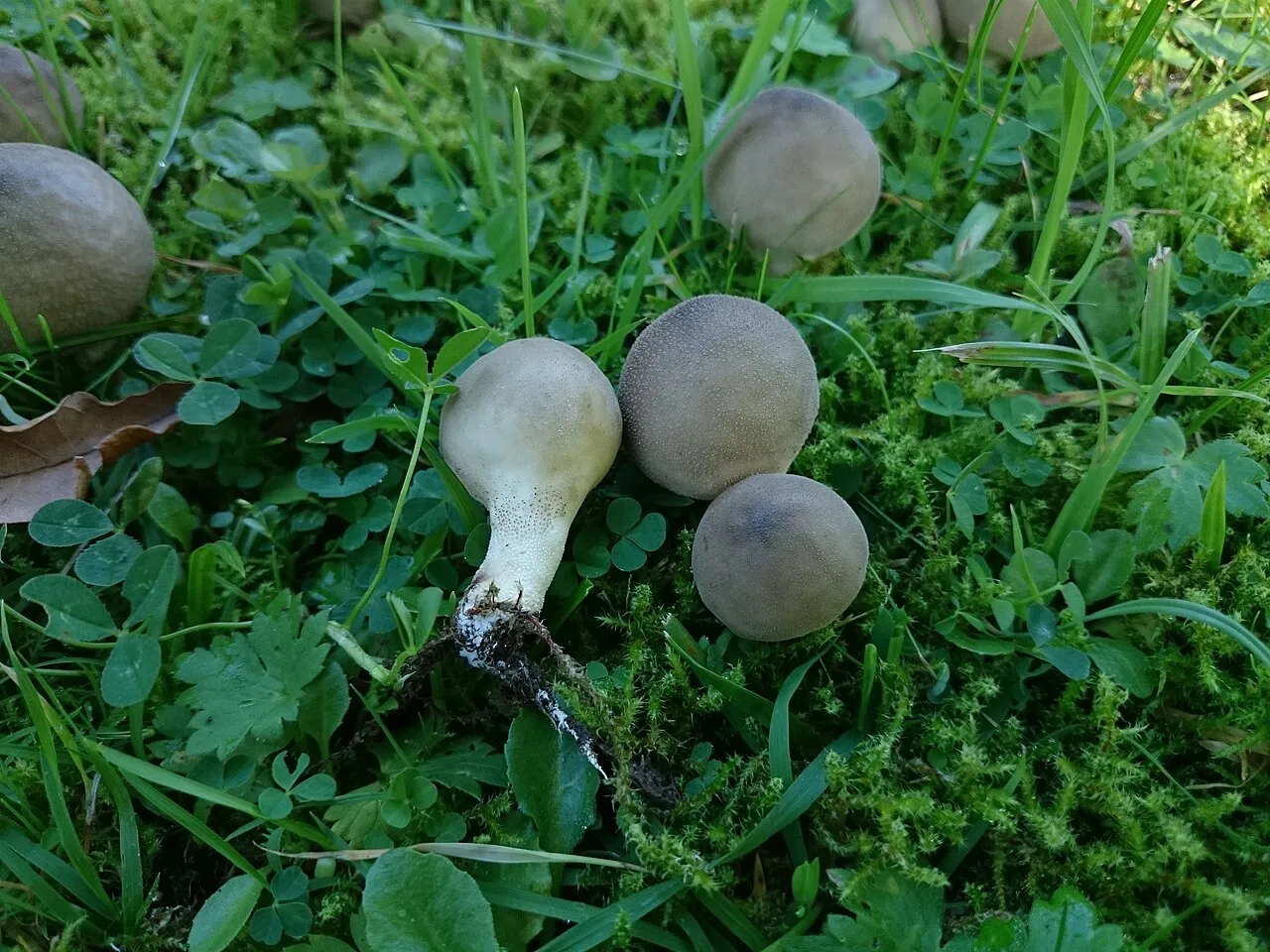 Lycoperdon lividum