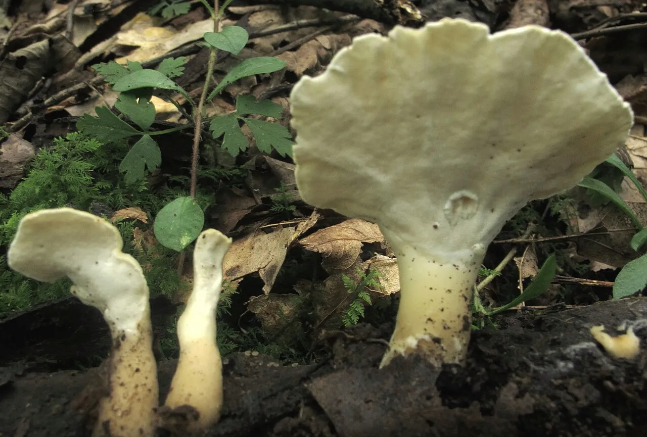 Loweomyces fractipes