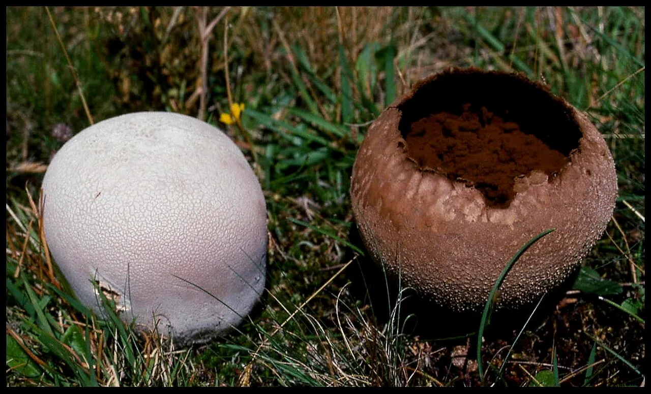 Bovistella utriformis