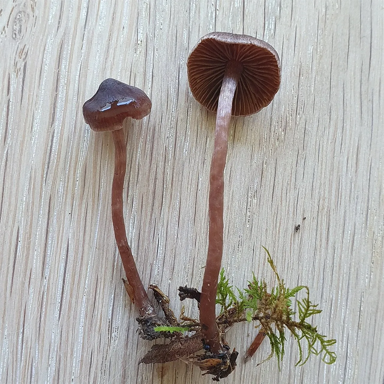 Cortinarius umbrinolens