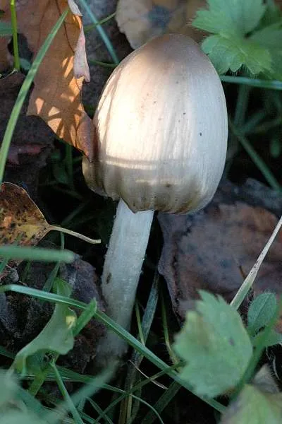 Coprinopsis acuminata