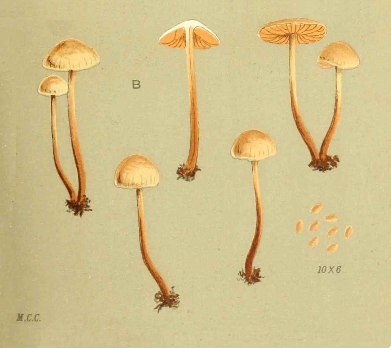 Olszóweczka szerokoblaszkowa