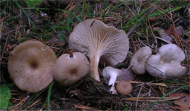 Clitocybe phaeophthalma