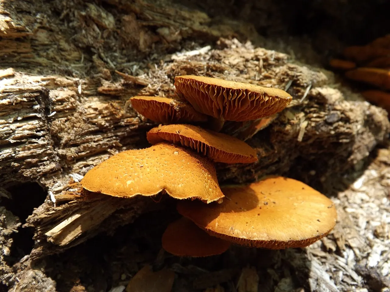 Gymnopilus dryophilus
