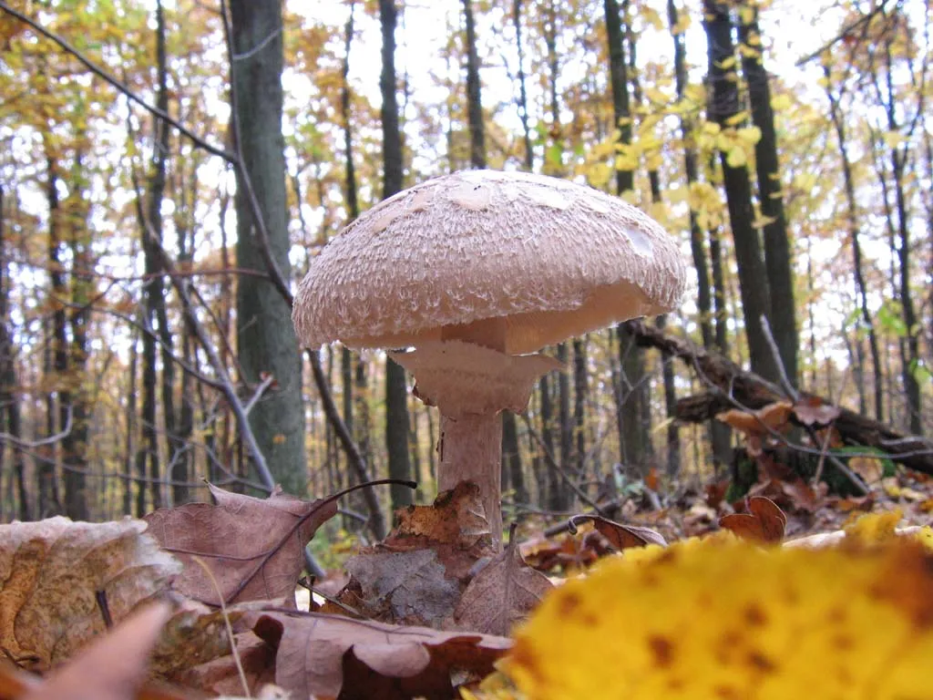 Leucoagaricus nympharum