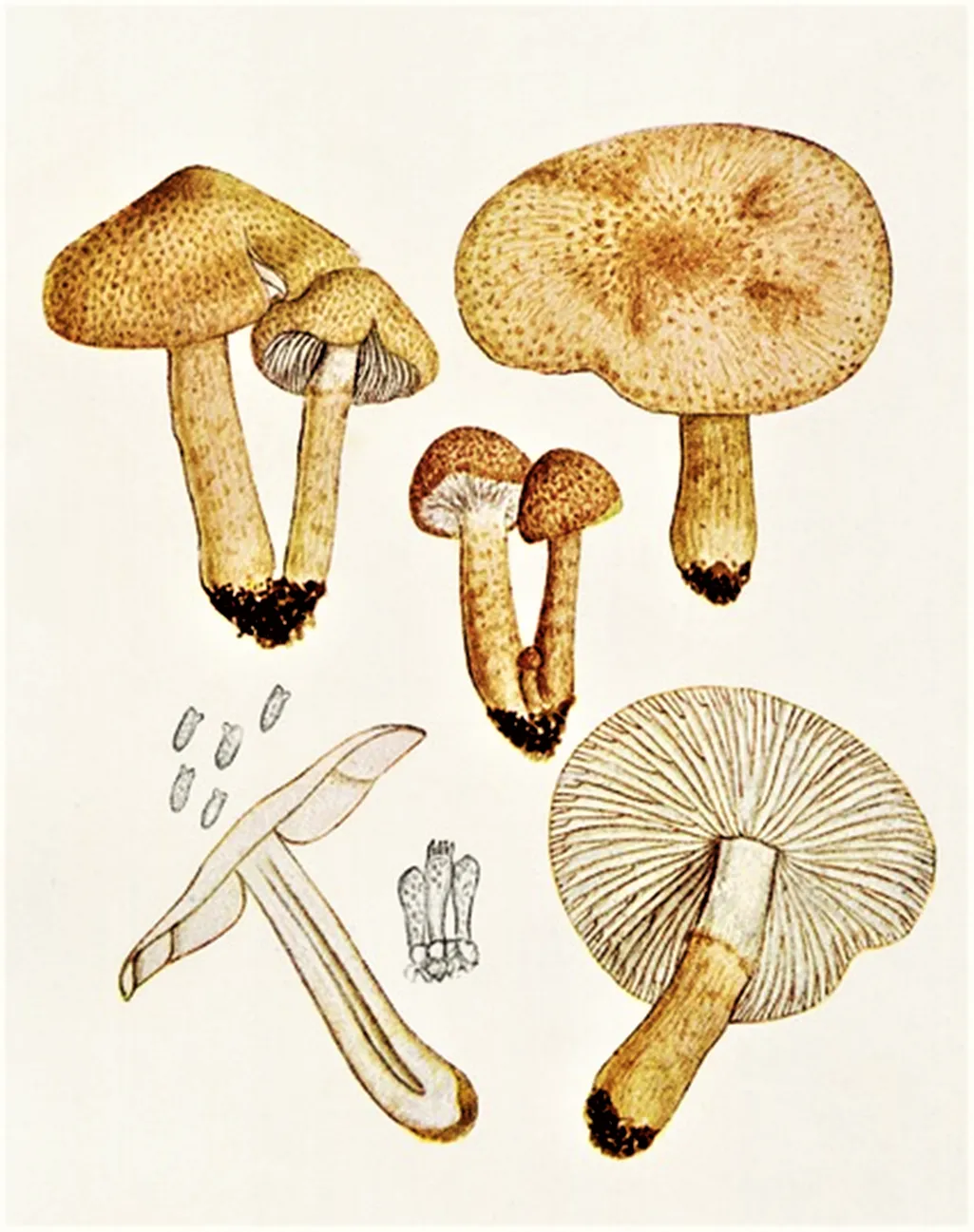 Lepiota boudieri
