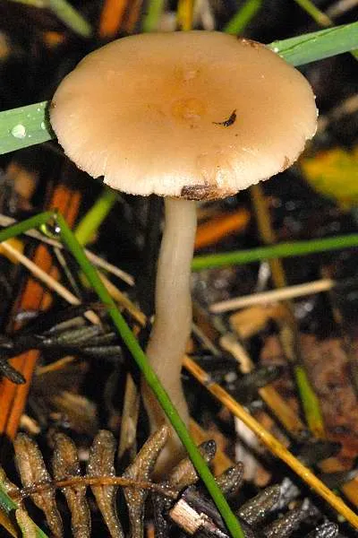 Entoloma sericatum