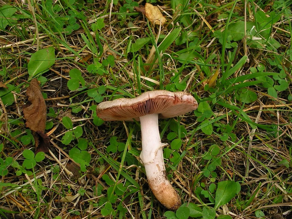 Pieczarka krwawiąca