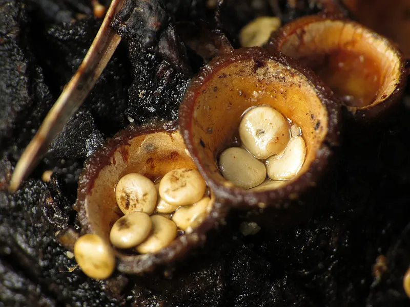 Crucibulum crucibuliforme