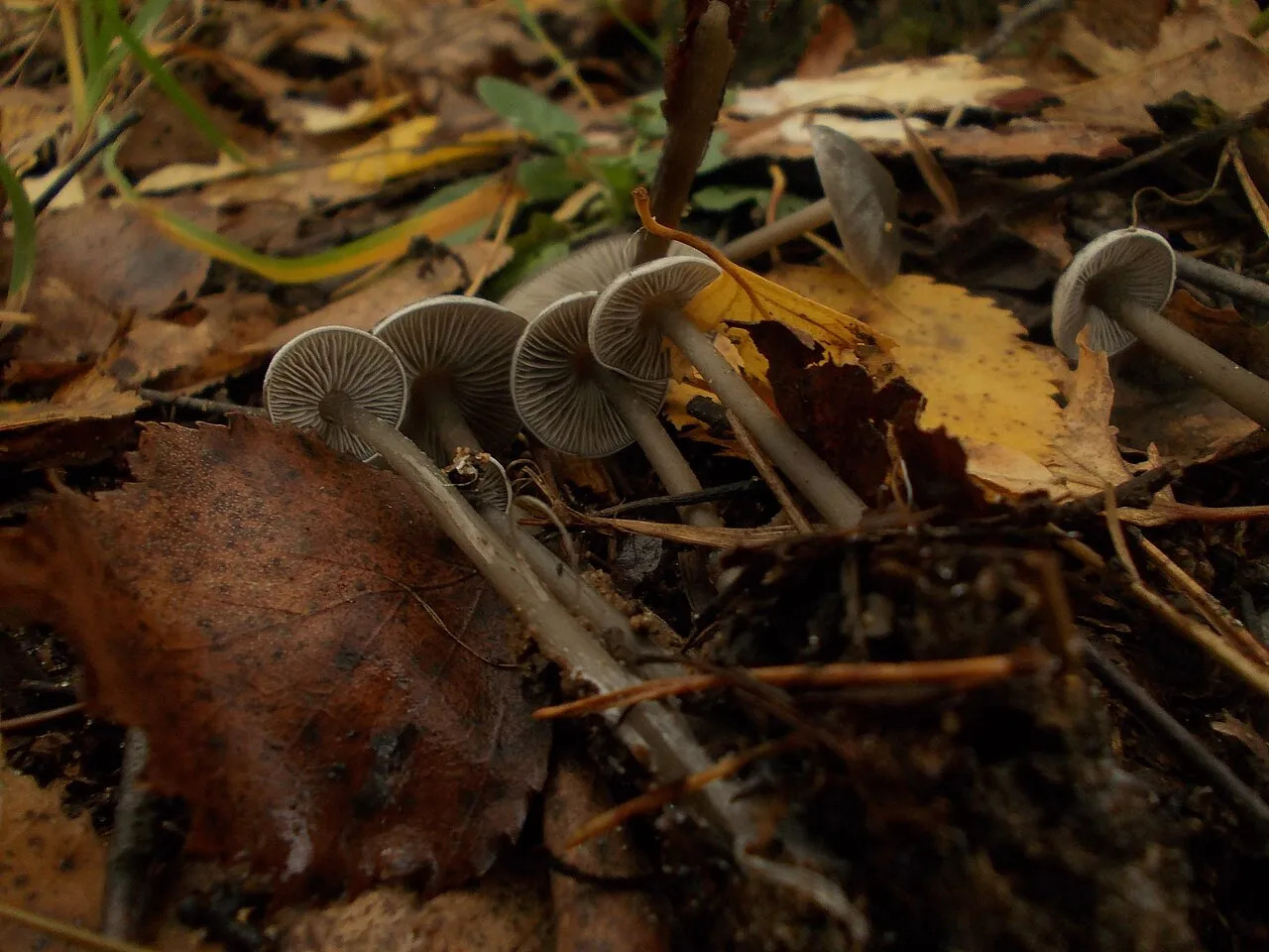 Tephrocybe