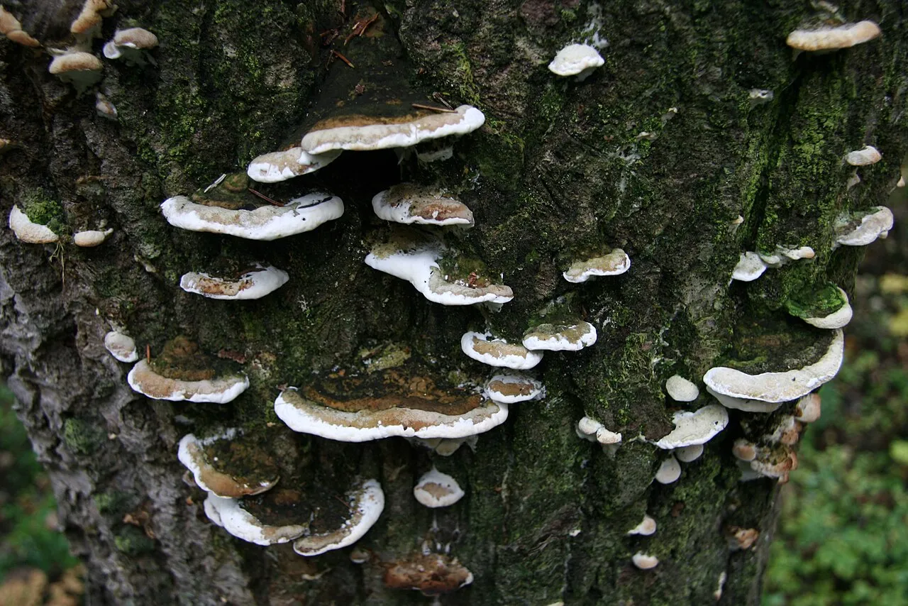 Oxyporus