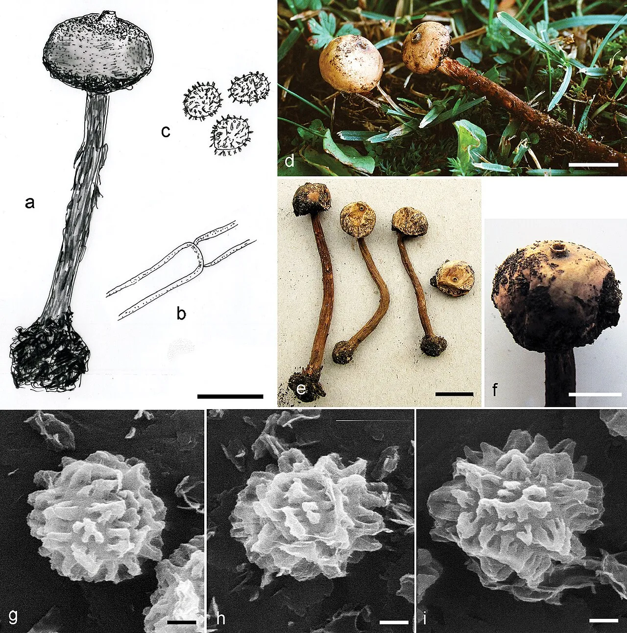 Tulostoma calcareum