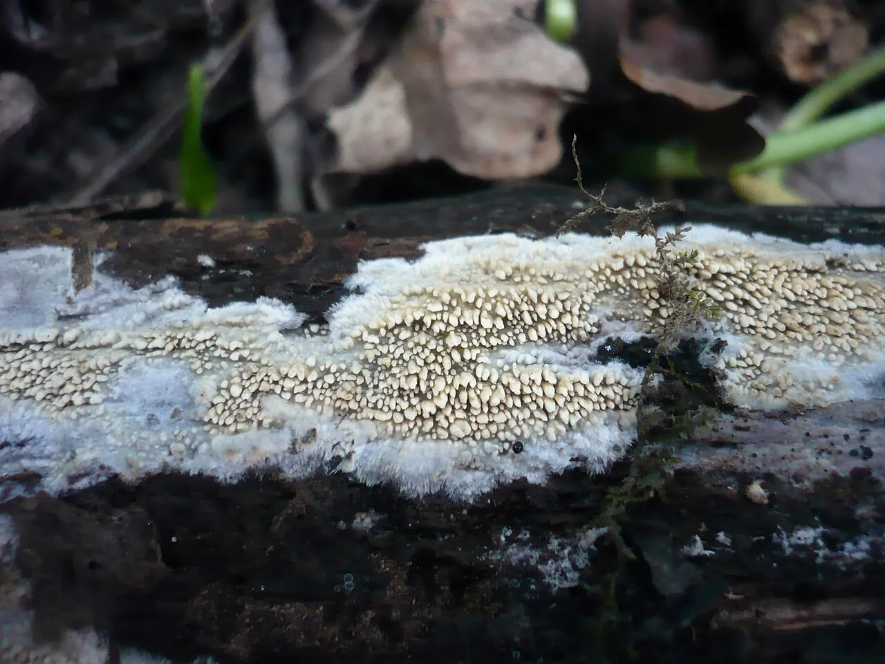 Mycoacia nothofagi