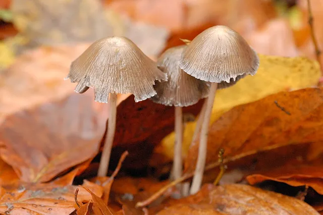 Parasolka twardotrzonowa