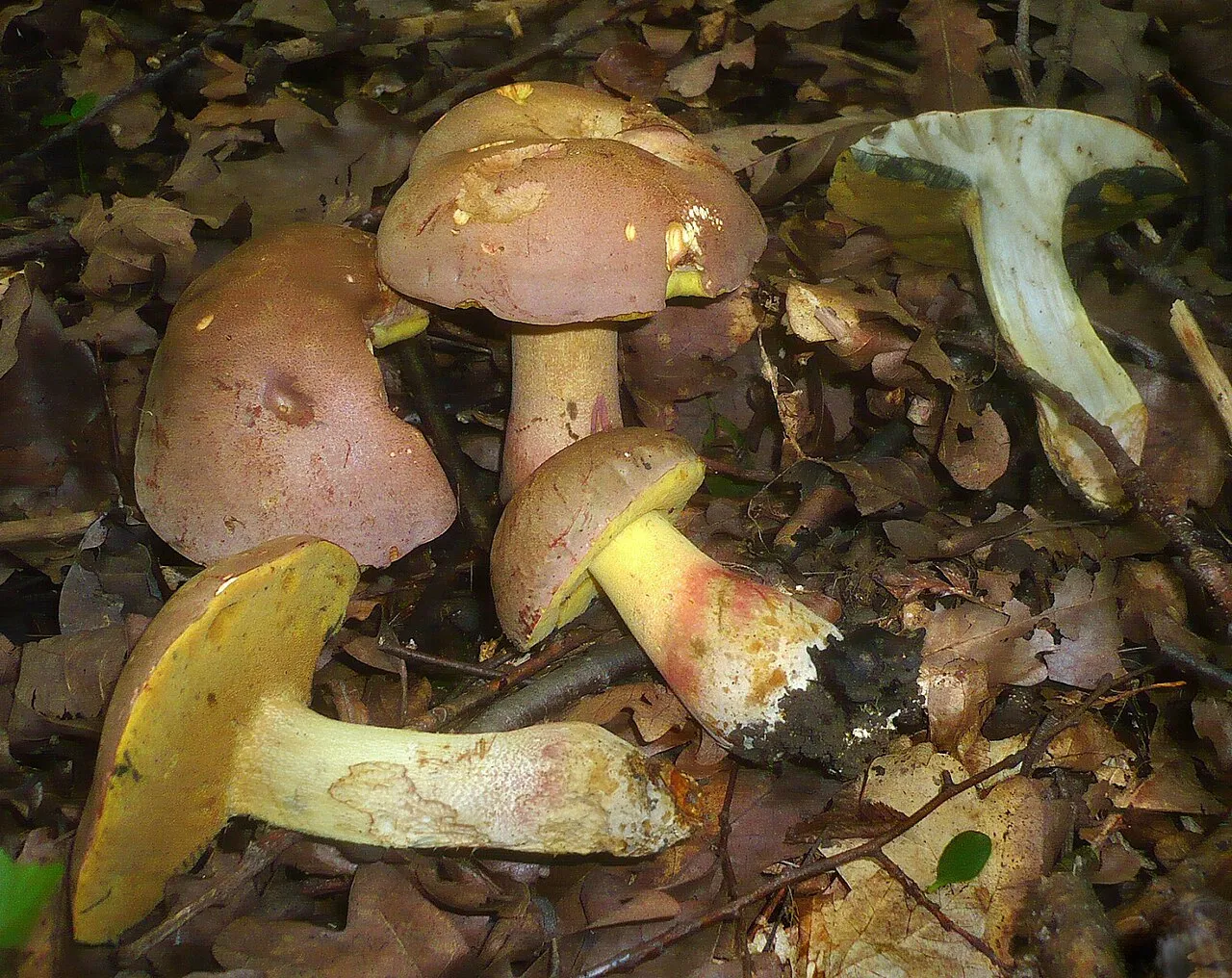 masłoborowik blednący