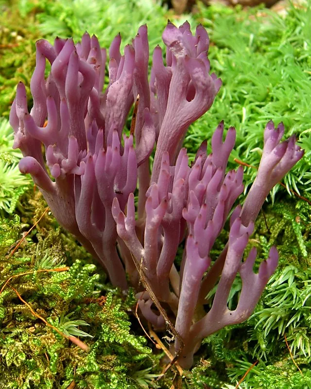 Clavulina amethystina