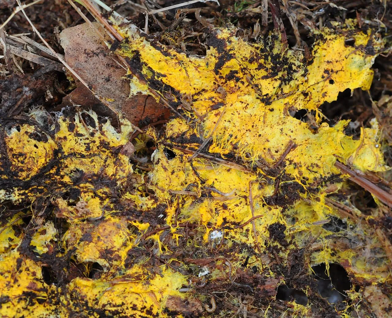 Piloderma bicolor