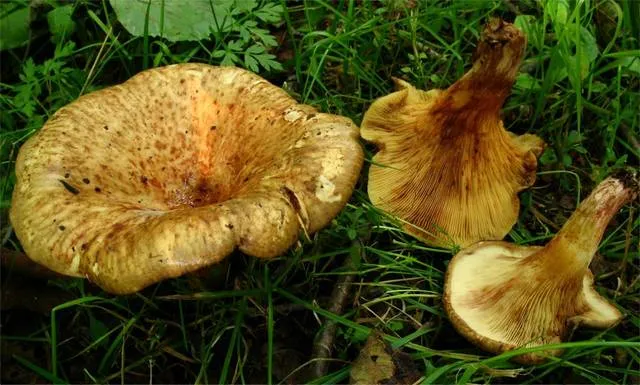 Paxillus filamentosus