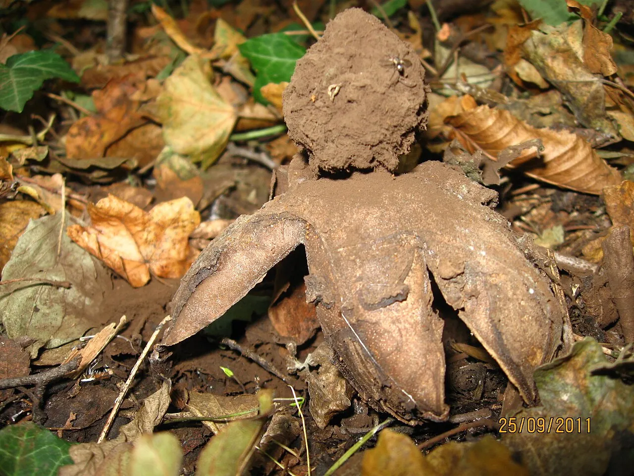 Geastrum melanocephalum