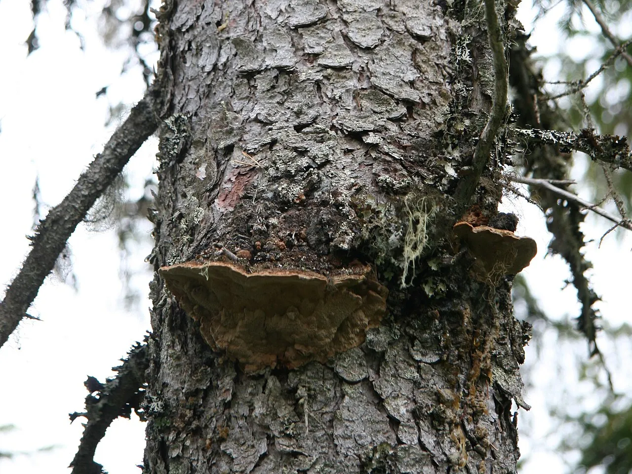 Phellinus chrysoloma