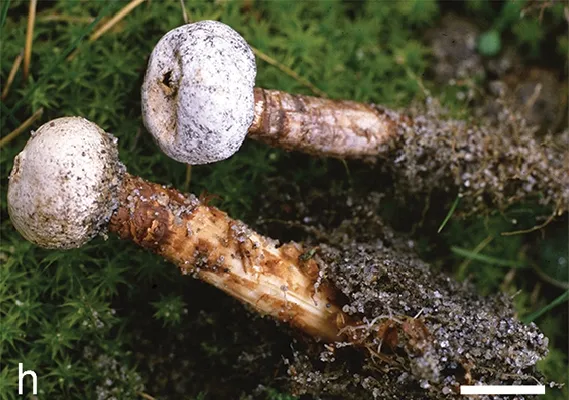 Tulostoma winterhoffii