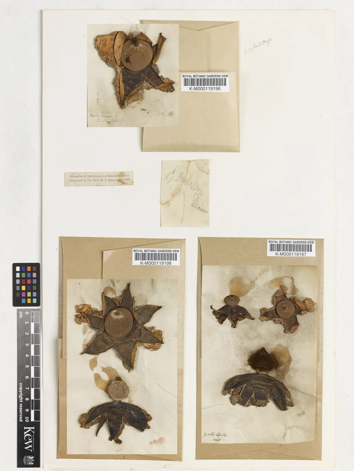 Geastrum berkeleyi