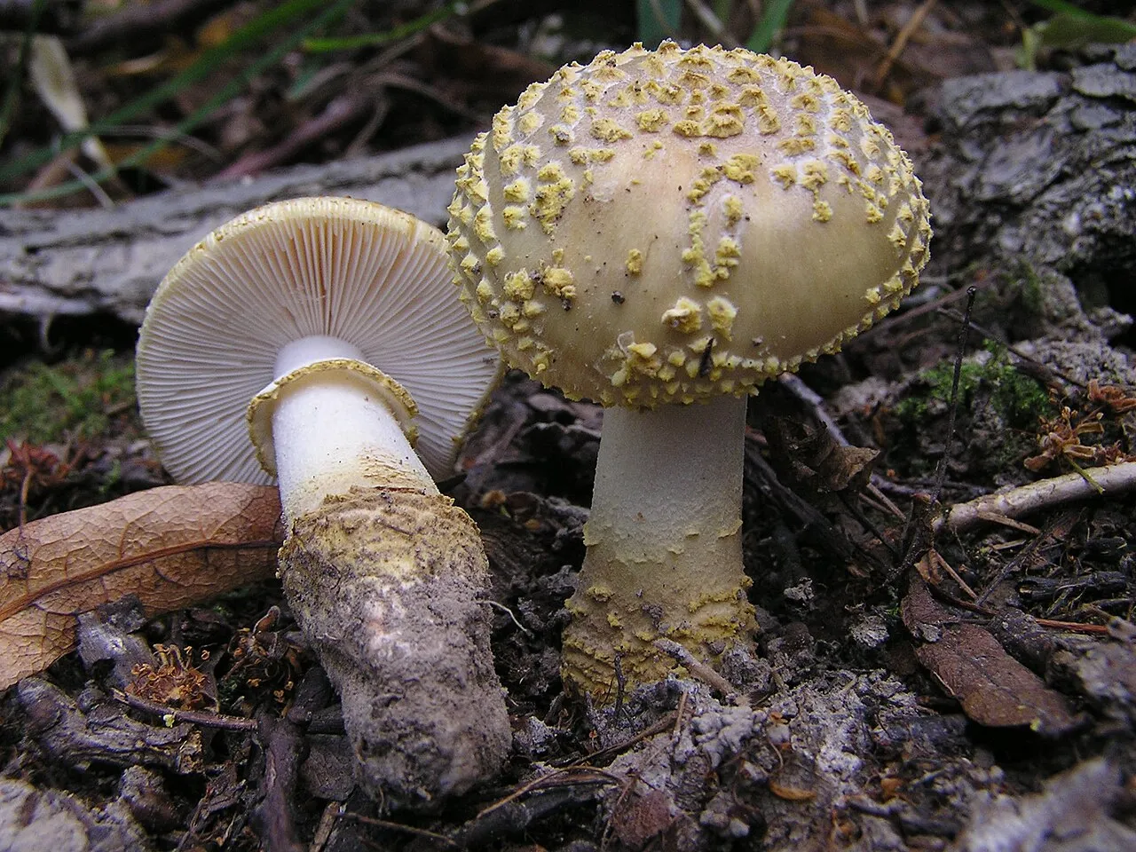 muchomor szorstki