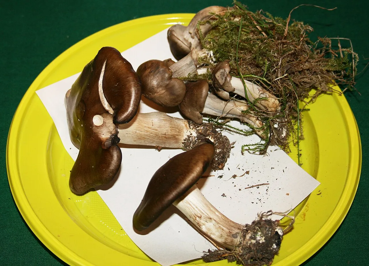 Lyophyllum loricatum